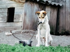 Reggiolo, si trasferiscono per sempre in Francia e lasciano il cane incatenato per mesi sul pianerottolo