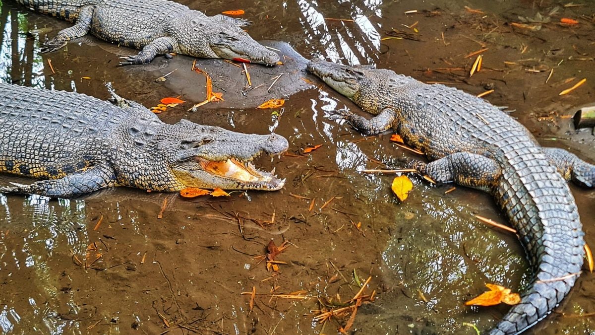 Coccodrilli riposano in Indonesia