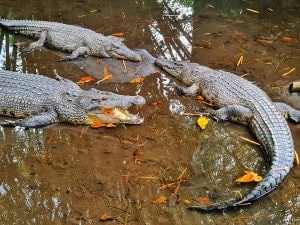 Entra nel fiume per recuperare il pallone: 13enne divorato da un coccodrillo davanti agli amici in Indonesia