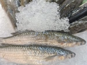 Filetti di sardina congelati richiamati per rischio istamina, il Ministero: “Non vanno consumati”