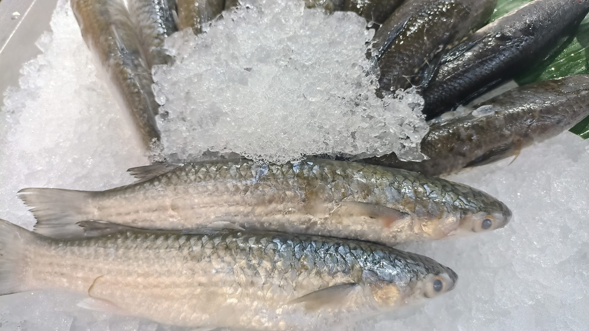 Filetti di sardina congelati richiamati per rischio istamina, il Ministero: "Non vanno consumati"