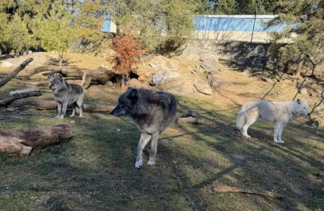 Usa, bimbo di 17 mesi infila la mano nel recinto dei lupi allo zoo e viene morso, indagati genitori: erano al telefono