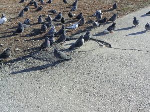 Piccioni trovati morti in più punti del paese nel Veneziano: scatta l’allarme per il rischio aviaria