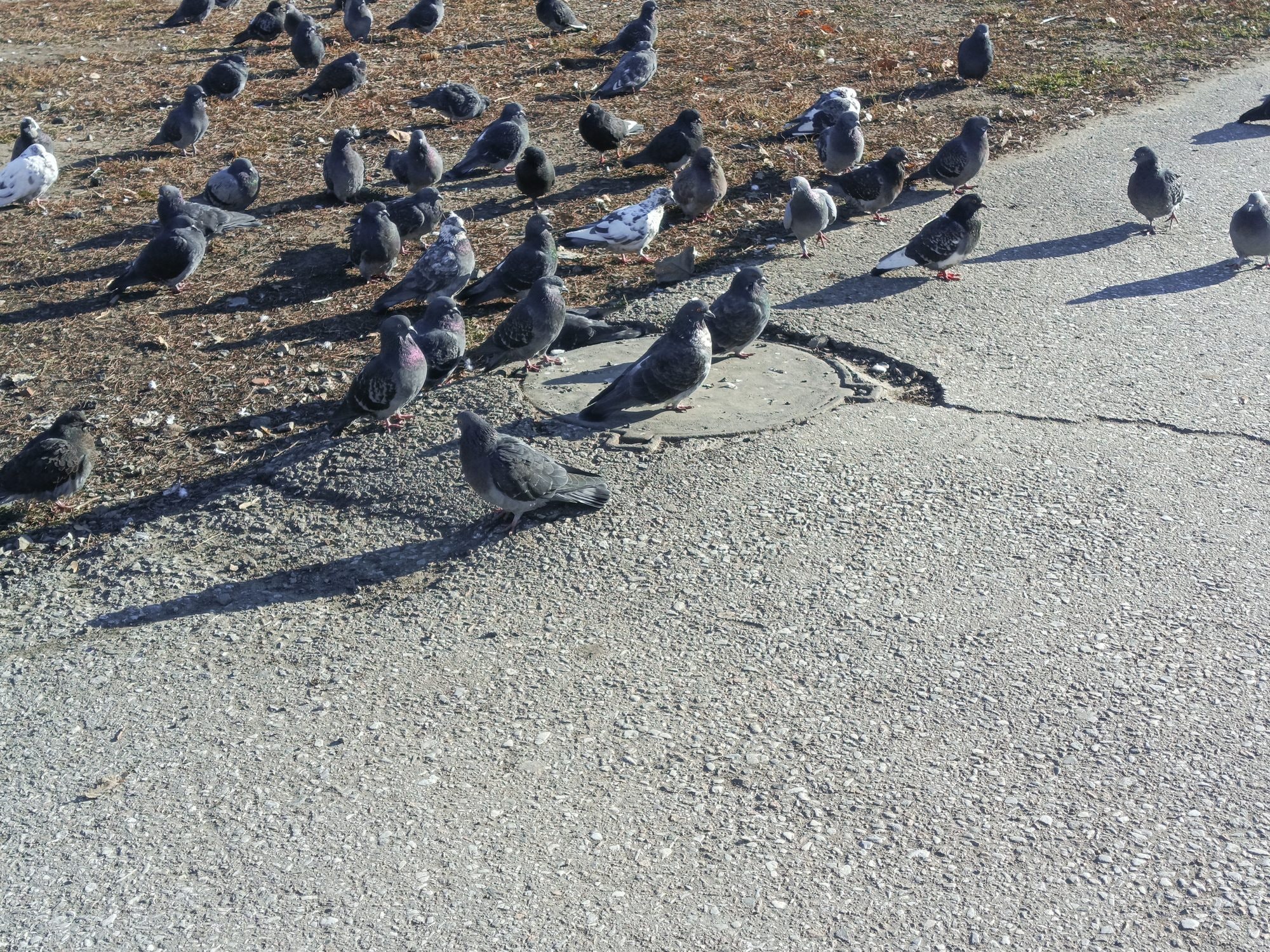 Piccioni trovati morti in più punti del paese nel Veneziano: scatta l’allarme per il rischio aviaria