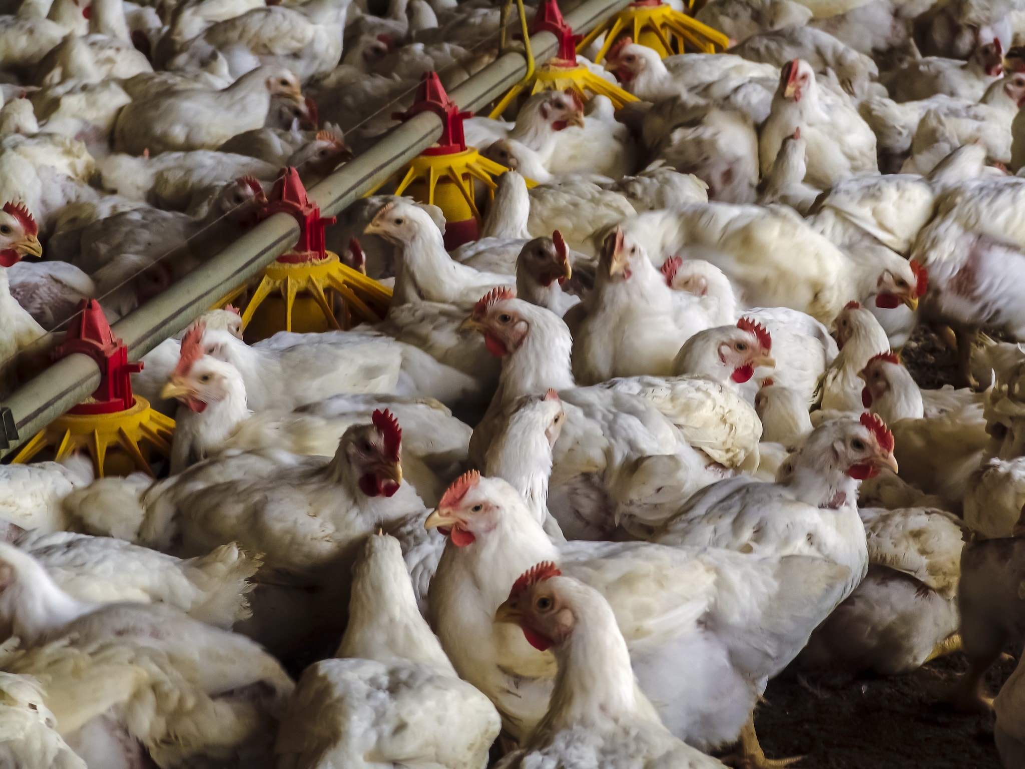 Polli con buchi nel corpo beccati da altri animali, l’inchiesta di Report: "Vittime di cannibalismo"