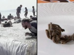 Tarantole nel menu, istrici nel bagno, alligatori e blackout continui: ritiro aziendale finisce malissimo