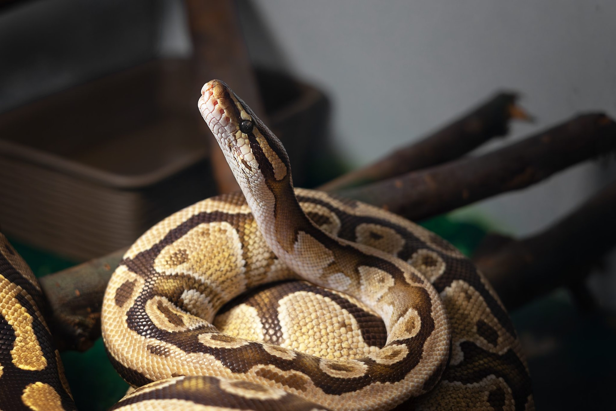 Egitto, incantatore gli infila un serpente nei pantaloni durante lo show, turista muore dopo il morso a Hurghada