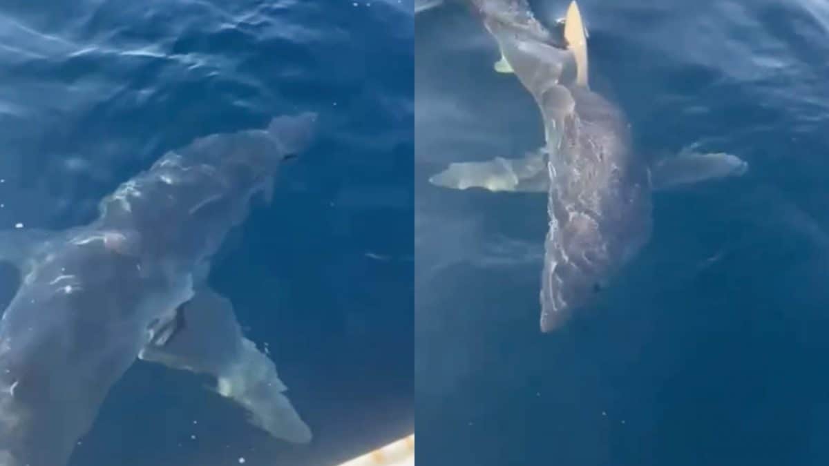 Un frame del video diffuso sui social.