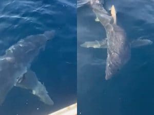 Squalo colpisce imbarcazione al largo di Gallipoli, paura per i pescatori: la scena ripresa in un video