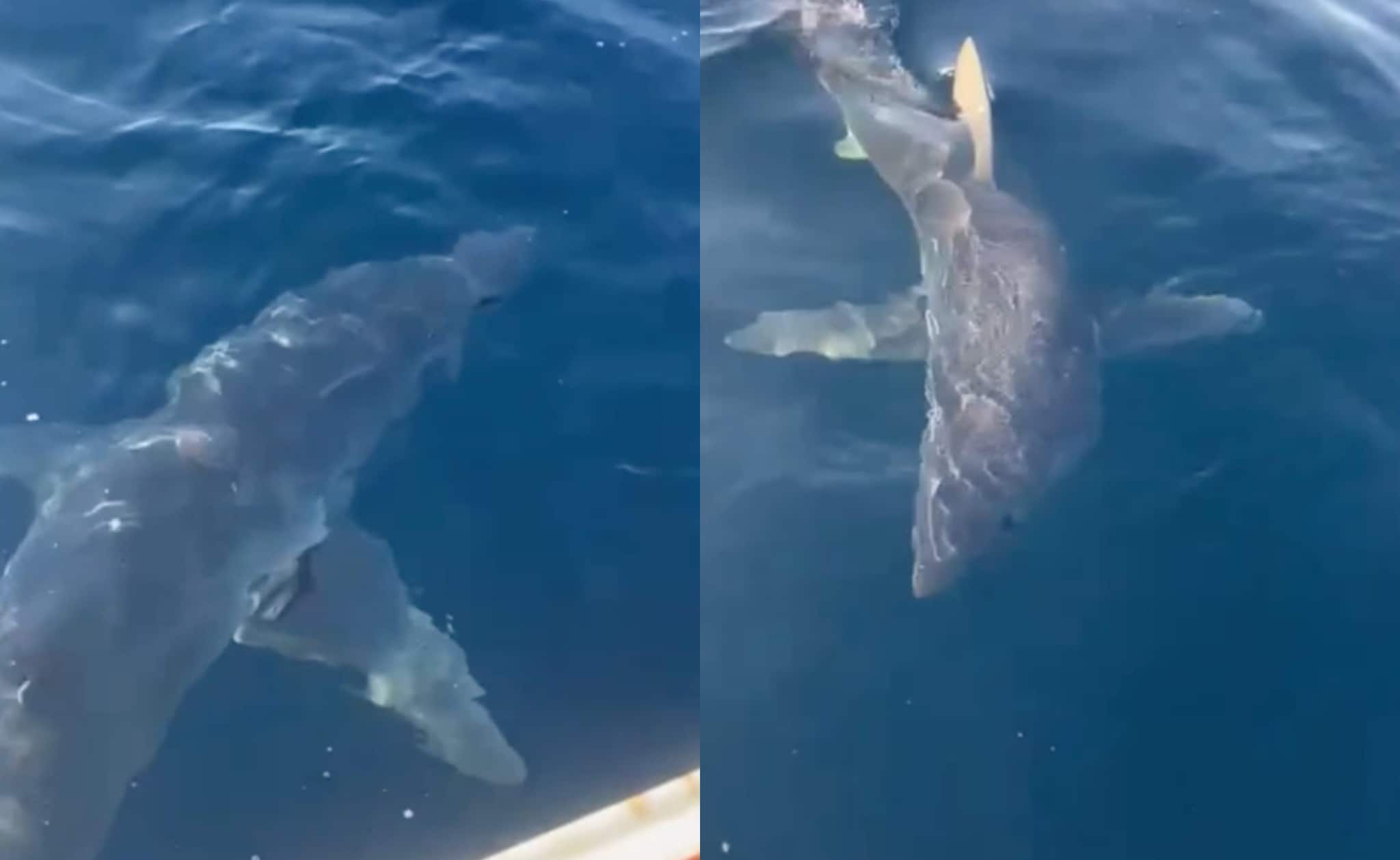 Squalo colpisce imbarcazione al largo di Gallipoli, paura per i pescatori: la scena ripresa in un video