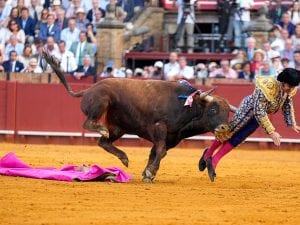 Il torero Morante de la Puebla ferito durante una corrida: il toro gli perfora il retto con un’incornata