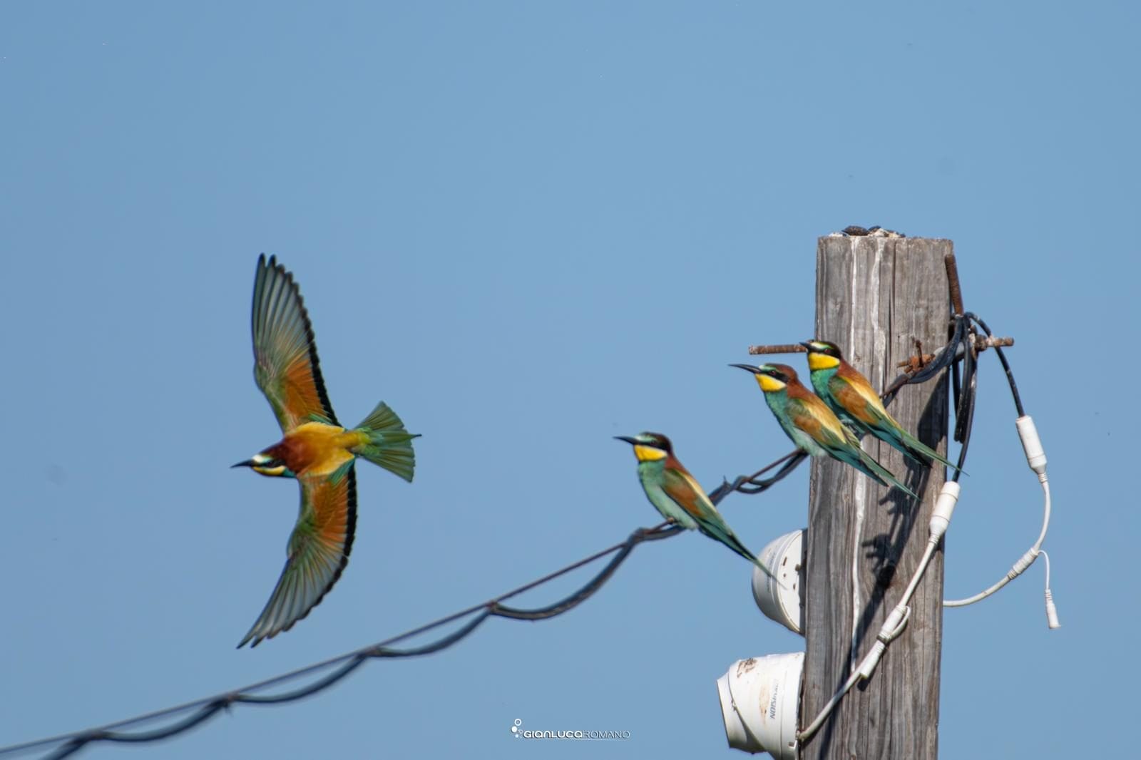 Gli uccelli Gruccioni provenienti dall’Africa