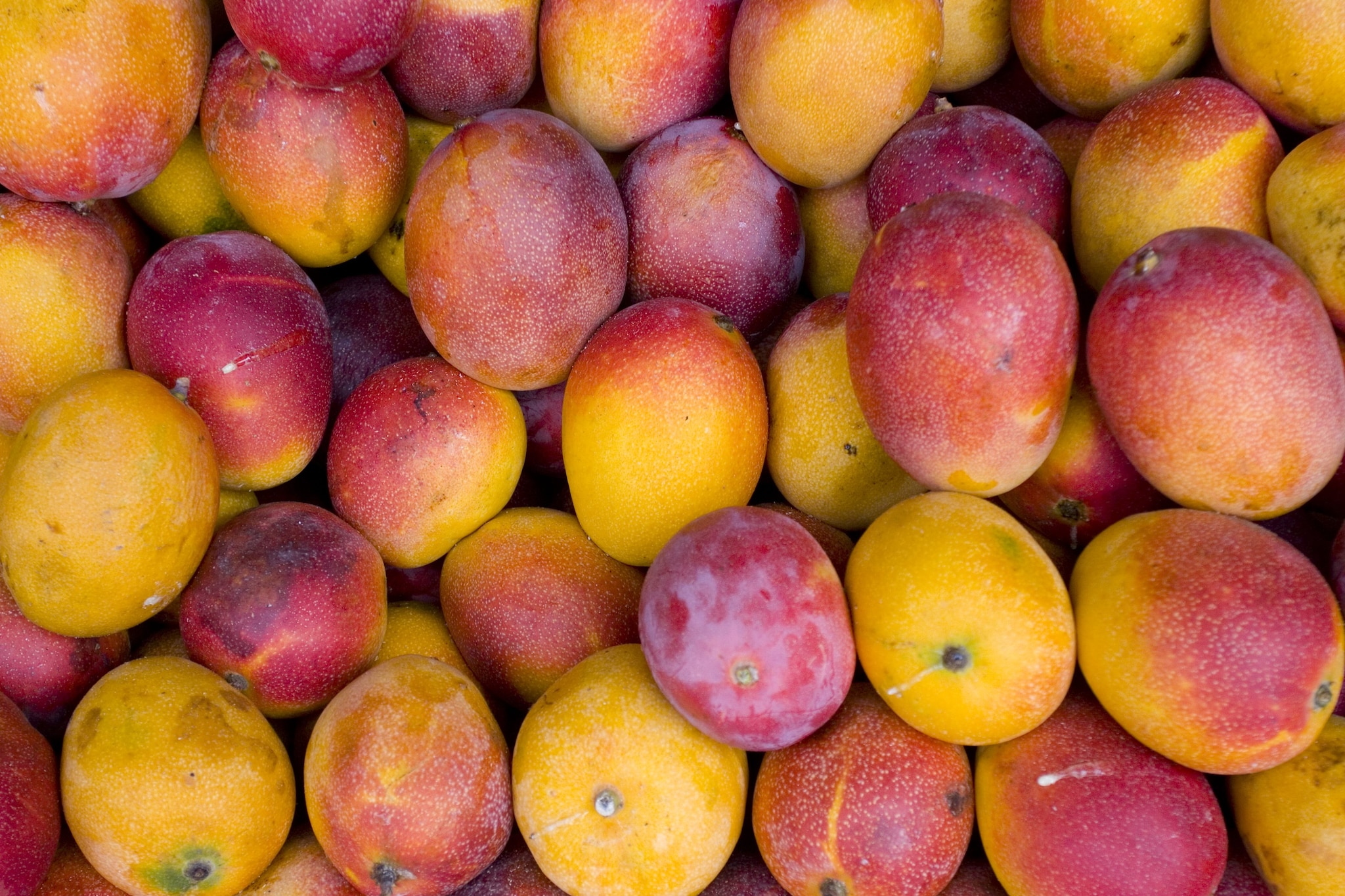 Mango F.lli Orsero ritirati dal commercio per pesticidi oltre i limiti: l’avviso del Ministero della salute