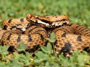 Morso da una vipera mentre lavora nei campi, agricoltore 59enne ricoverato in ospedale a Termoli