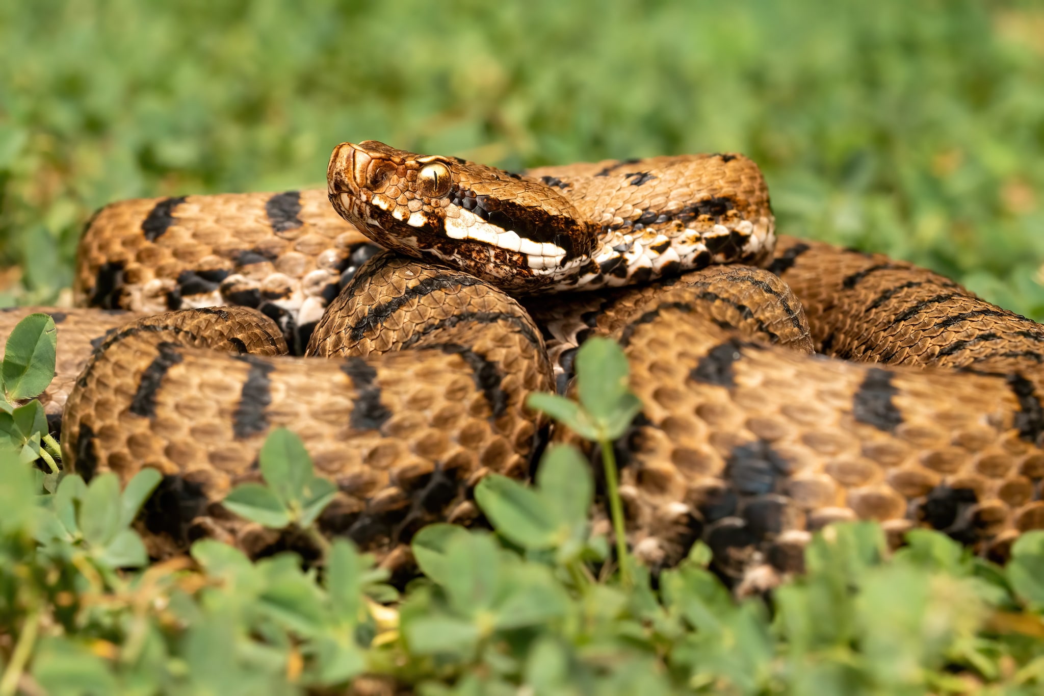 Morso da una vipera mentre lavora nei campi, agricoltore 59enne ricoverato in ospedale a Termoli