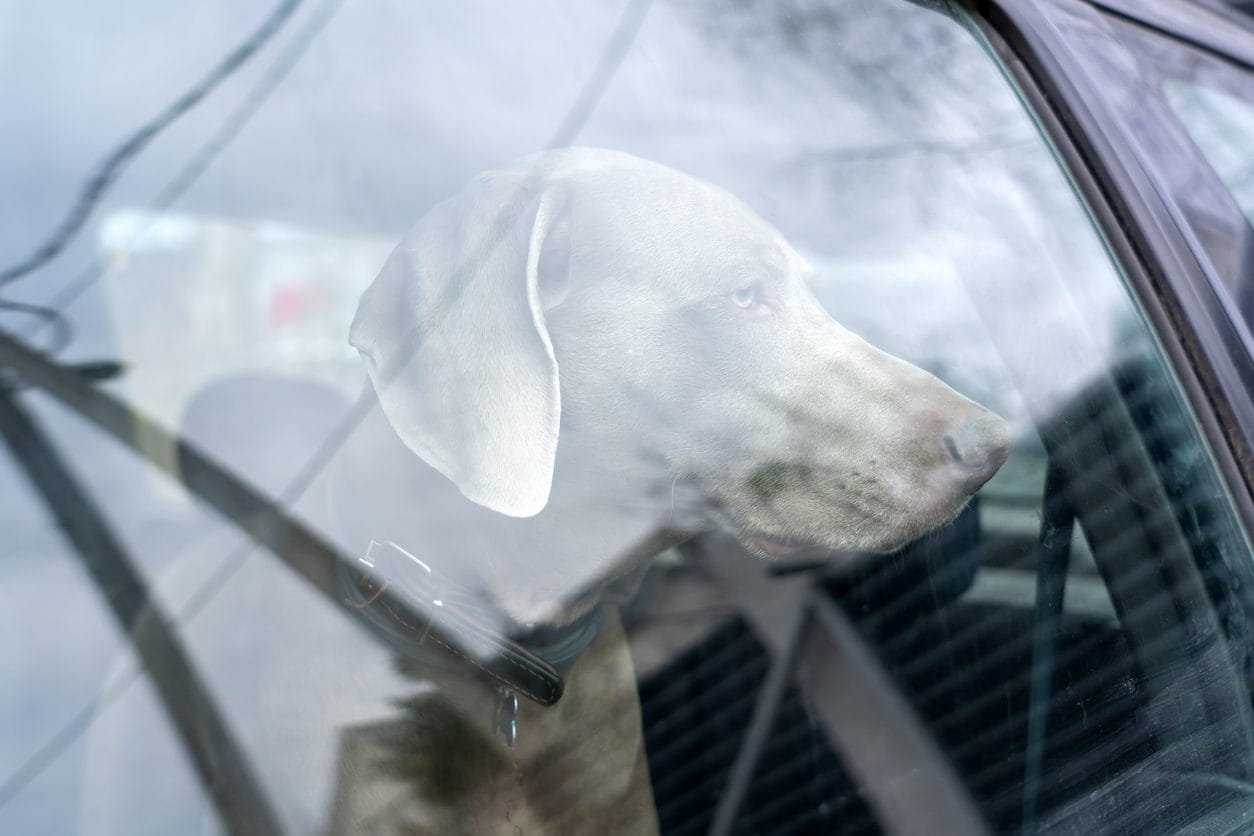 Incidente a La Spezia, la Polizia trova cane morto in una delle auto coinvolte: "Lasciato sotto il sole"