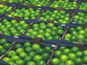 Lime richiamato dal commercio per presenza di pesticida vietato: l’avviso del Ministero della salute