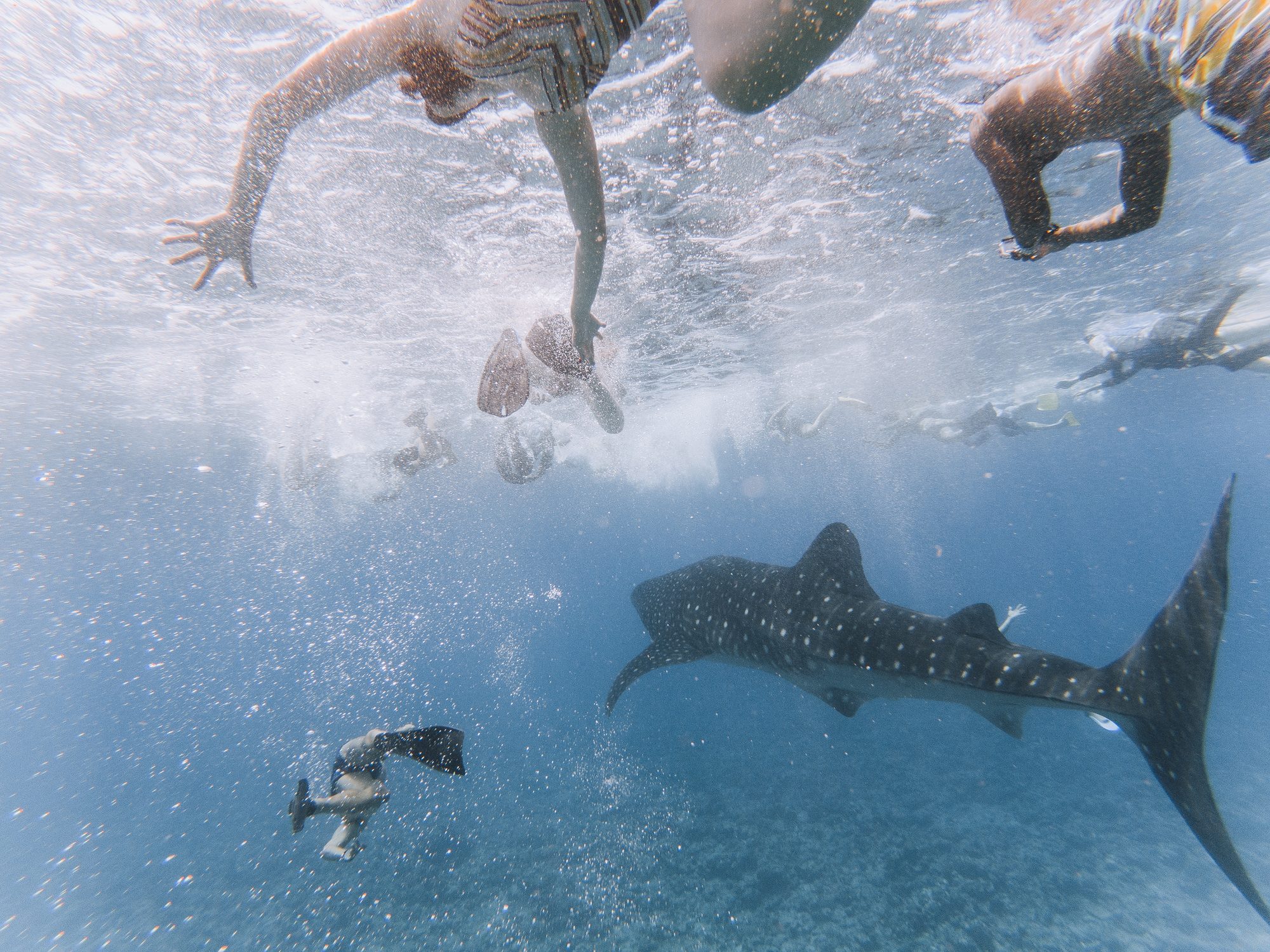 Maldive, i corpi degli italiani intrappolati nella grotta a 60 metri: "Sono in balia degli squali"