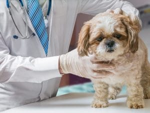 Aggressione a veterinario a Ferrara