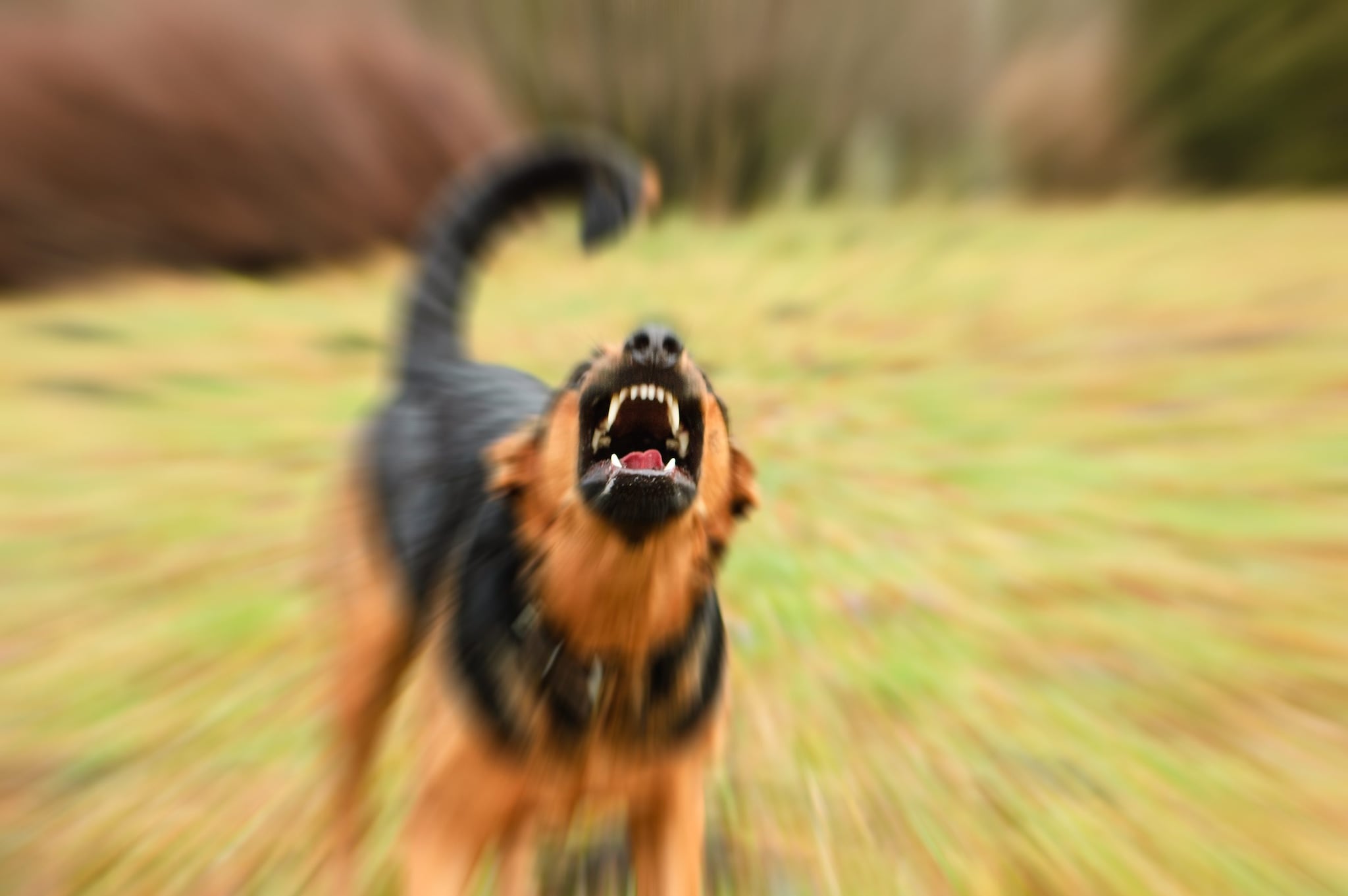California, tre cani lo inseguono nel parco: 12enne muore annegato nel laghetto per sfuggire all'attacco