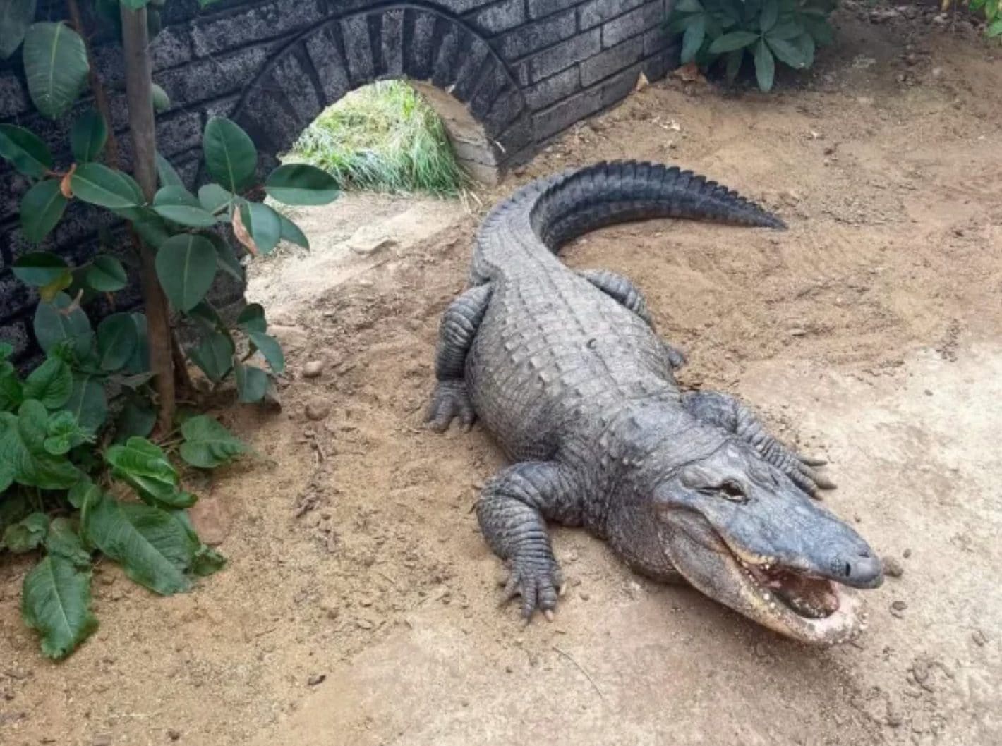 Orrore allo zoo in Inghilterra, 30enne spinge un bimbo di 3 anni nel recinto dei coccodrilli: arrestato