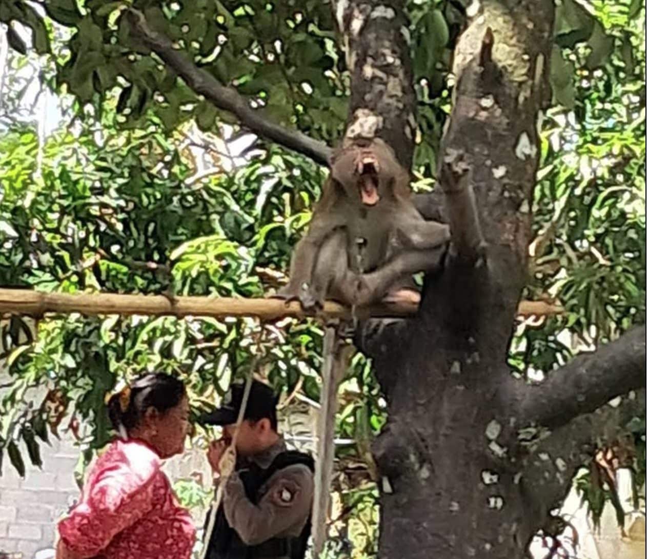 Bimbo di 6 anni sbranato dalla scimmia di famiglia in Thailandia: era stata salvata dalla strada