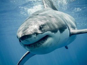Australia, sub 35enne ucciso da uno squalo mentre pesca con 