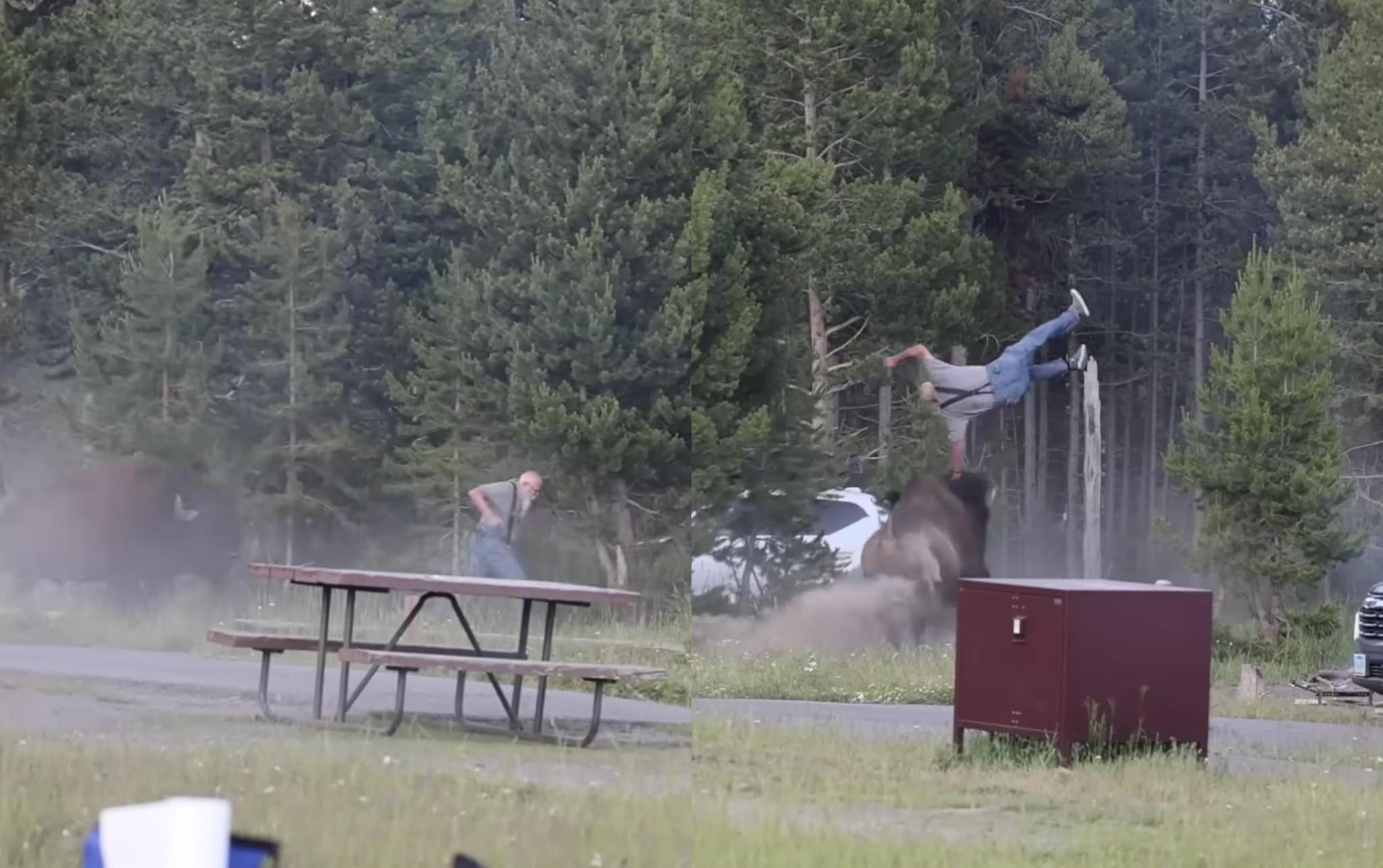 Bisonte insegue turista a Yellowstone e lo scaraventa in aria, ferito gravemente: l'attacco ripreso in un video