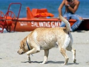 Cane muore per malore in spiaggia a Grosseto, padroni fuggono