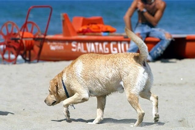 Il cane si sente male in spiaggia per il caldo e i padroni scappano: muore tra le braccia degli altri bagnanti