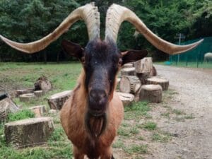 Ritrovamento del caprone Muschio in Toscana