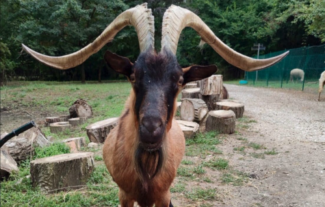 Mistero al rifugio per animali in Toscana: caprone sparisce e viene trovato fatto a pezzi e gettato in una botola
