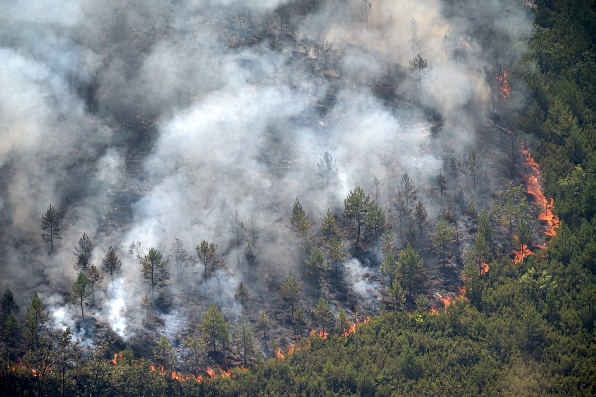 Maxi incendio in Spagna, Andalusia in fiamme e almeno 12 morti: "Persone intrappolate nelle auto a fuoco"