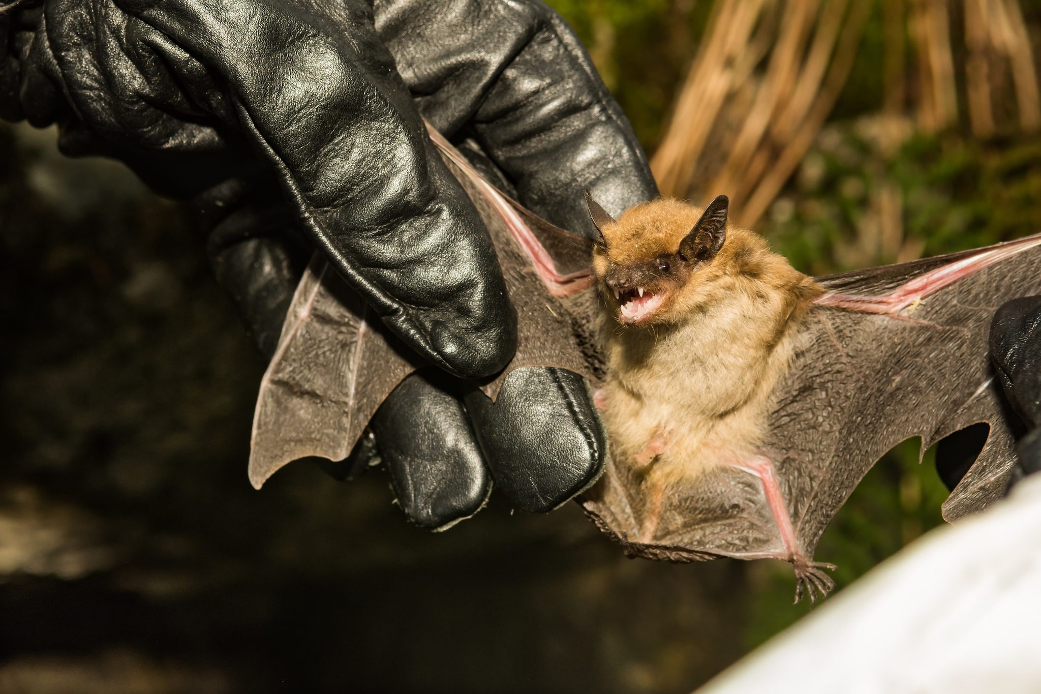 Un pipistrello gli si posa sul viso mentre dorme: bimbo di 11 anni muore di rabbia in Canada
