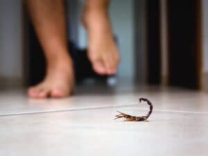 Turista punto da uno scorpione nella valigia