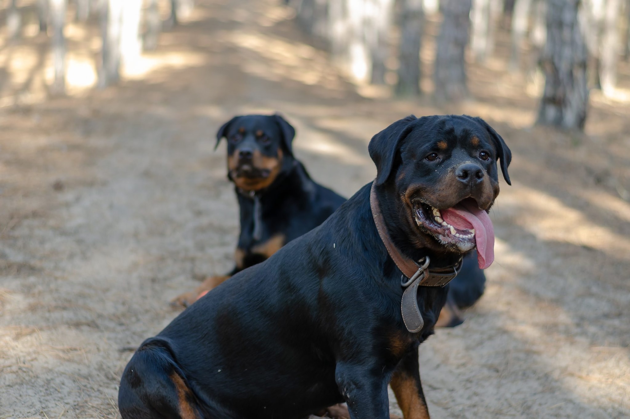 Nardò, aggredito e ucciso da due rottweiler mentre raccoglie frutta in campagna: Giuseppe aveva 72 anni