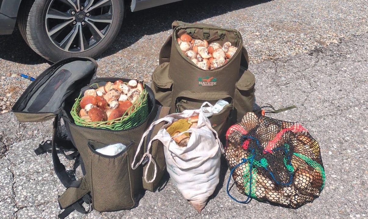 Italiani sconfinano in Austria per i funghi ma vengono sorpresi con 36 kg di porcini: sequestro e 360 euro di multa