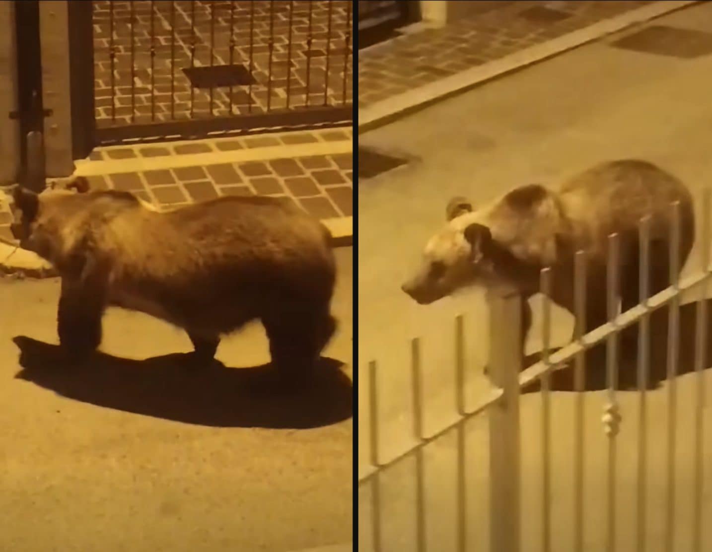 Roccaraso, un giovane orso marsicano torna a farsi vedere: diversi avvistamenti nella zona di Pietransieri