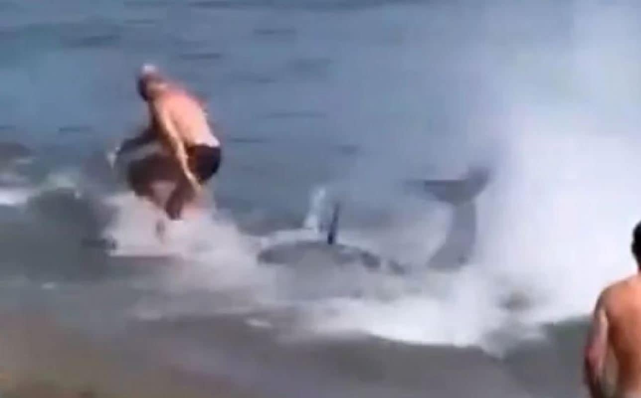 Grosso pesce sorprende i bagnanti a riva, panico squalo ma era un tonno spiaggiato: il video da Marbella