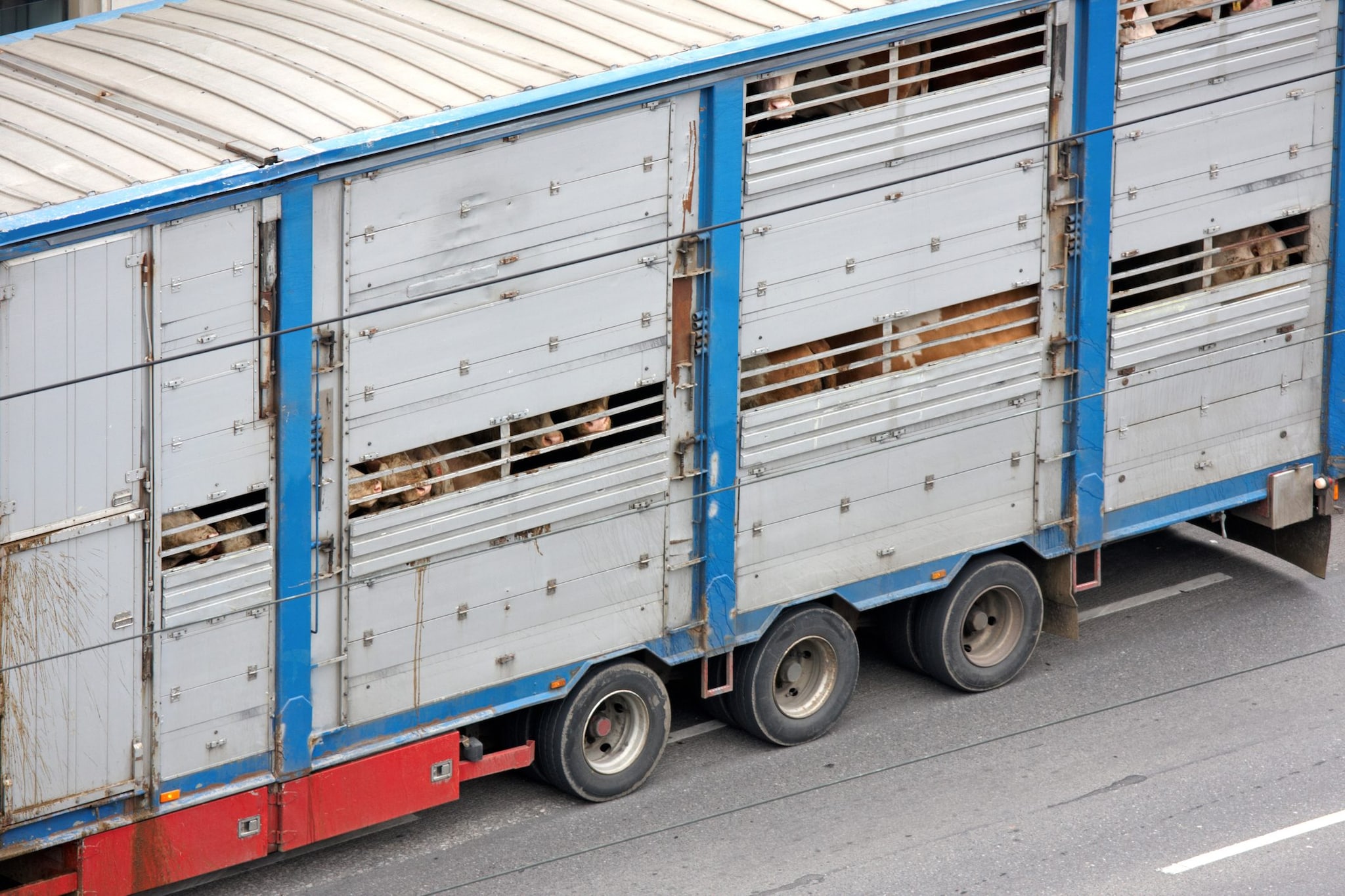 Scontro frontale tra camion e furgone adibiti a trasporto animali: morti i due camionisti di 33 e 68 anni a Cuneo