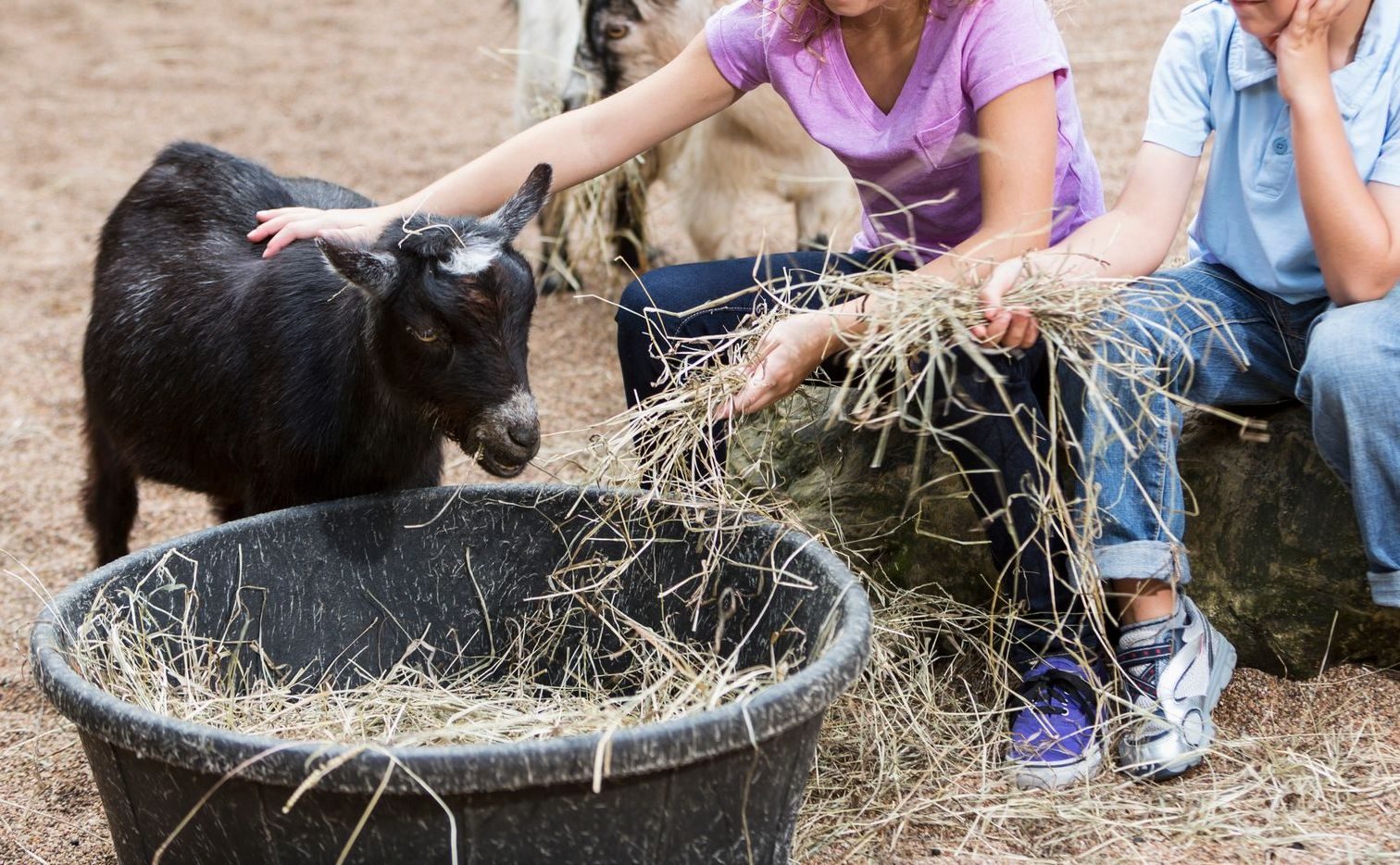 Le caprette dello zoo positive alla rabbia: decine di bimbi costretti al vaccino antirabbico in Usa