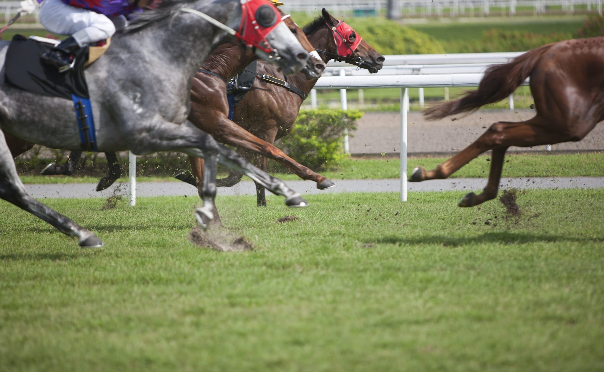 Muore dopo quasi un anno di agonia: un'asta lo aveva colpito durante una corsa all'ippodromo di Bologna