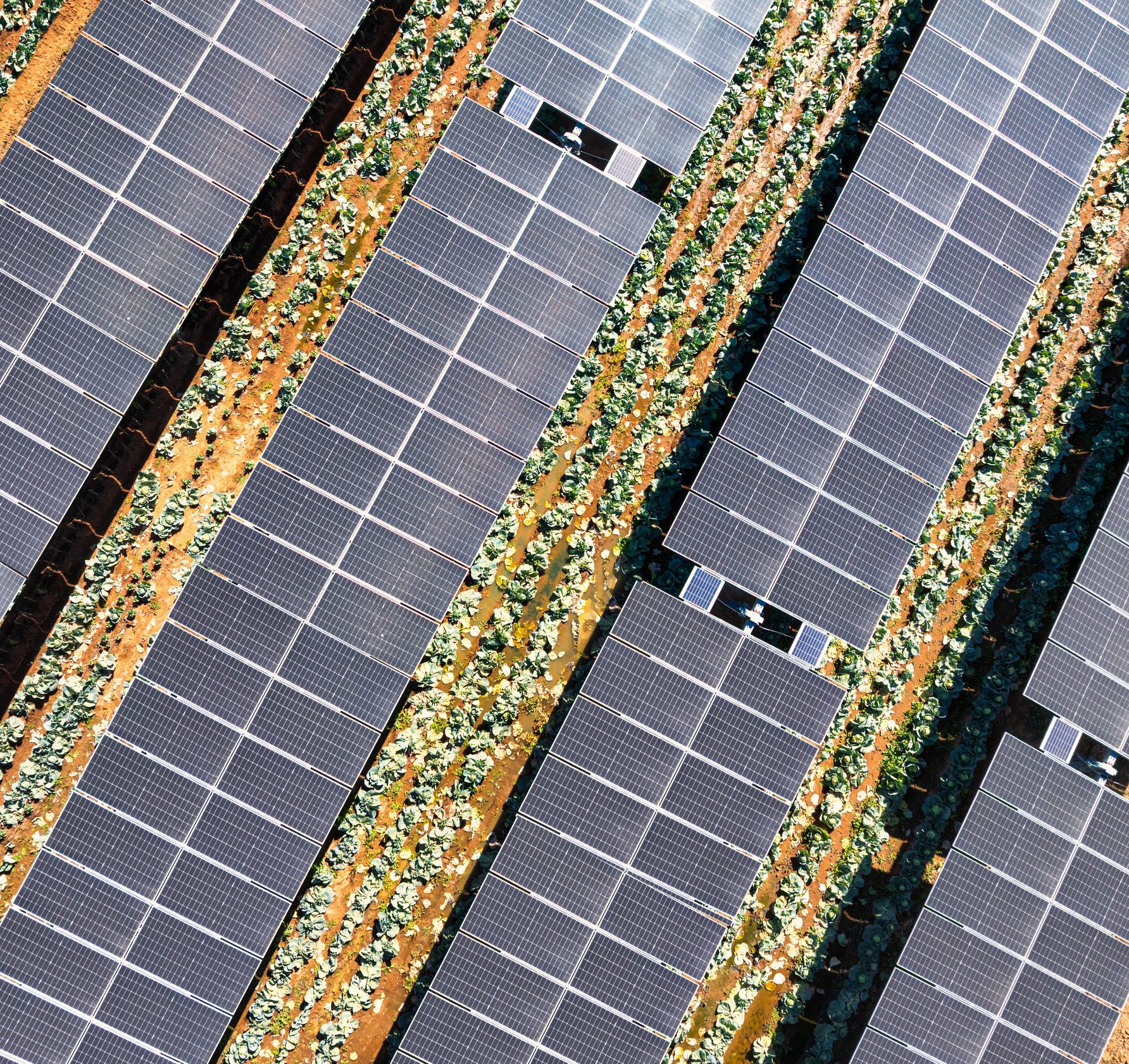 Campi coltivati a pannelli solari: come funziona l'agrivoltaico in Italia