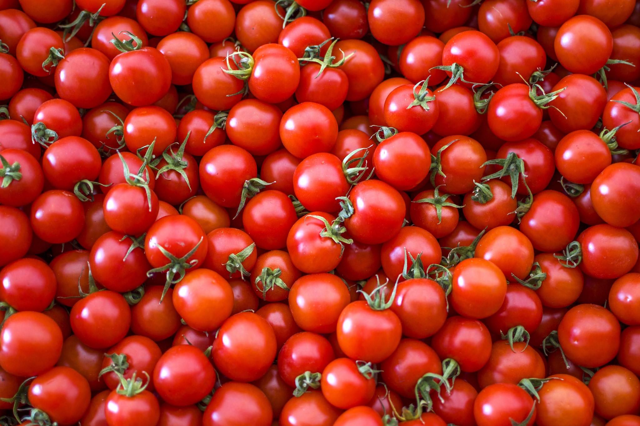 Pomodoro ciliegino richiamato per Salmonella e tortellini bio per allergeni: gli avvisi del Ministero della salute