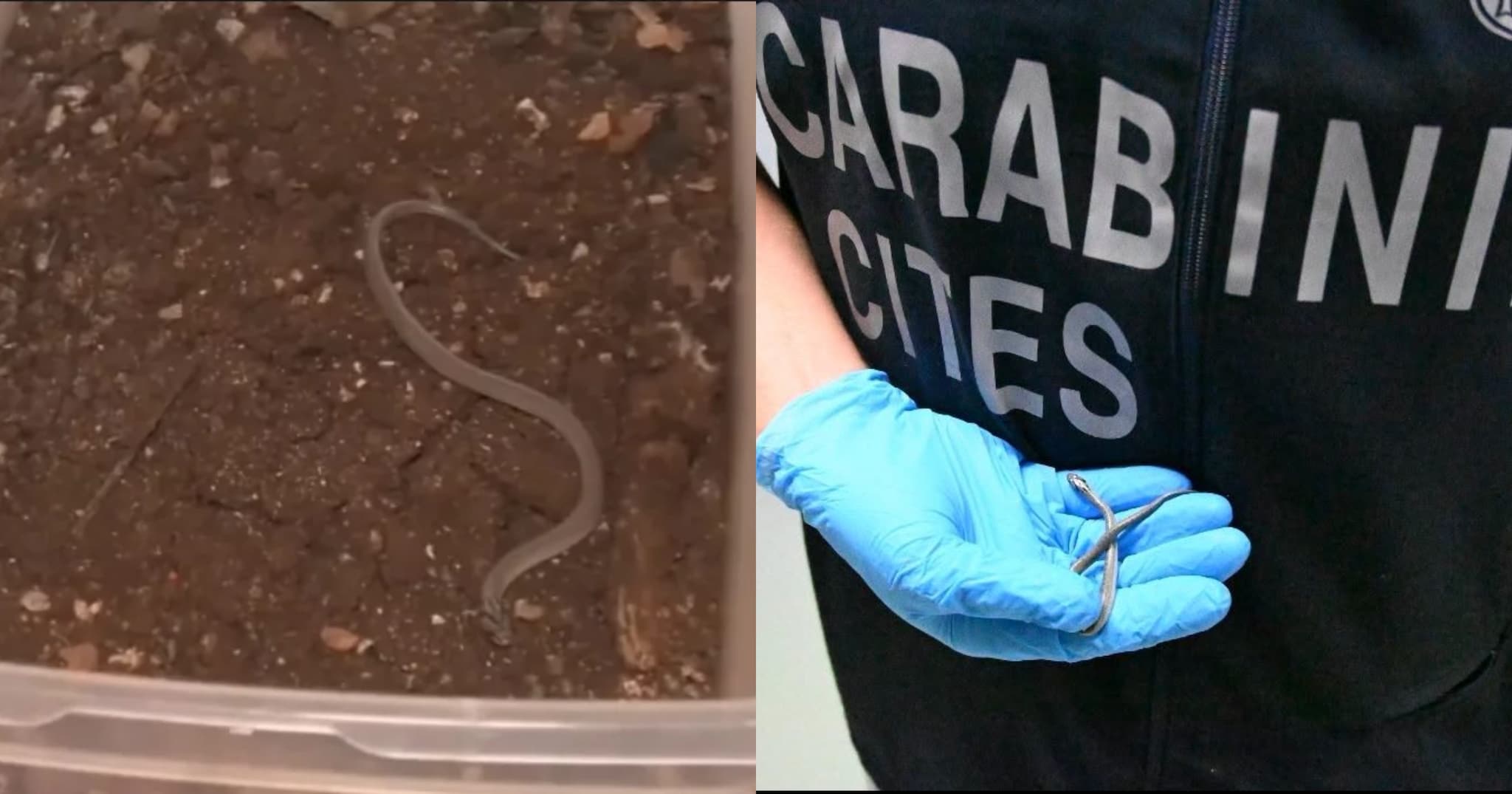Serpente a bordo di un volo Lampedusa-Palermo, il rettile recuperato dai Carabinieri: è un colubro dal cappuccio