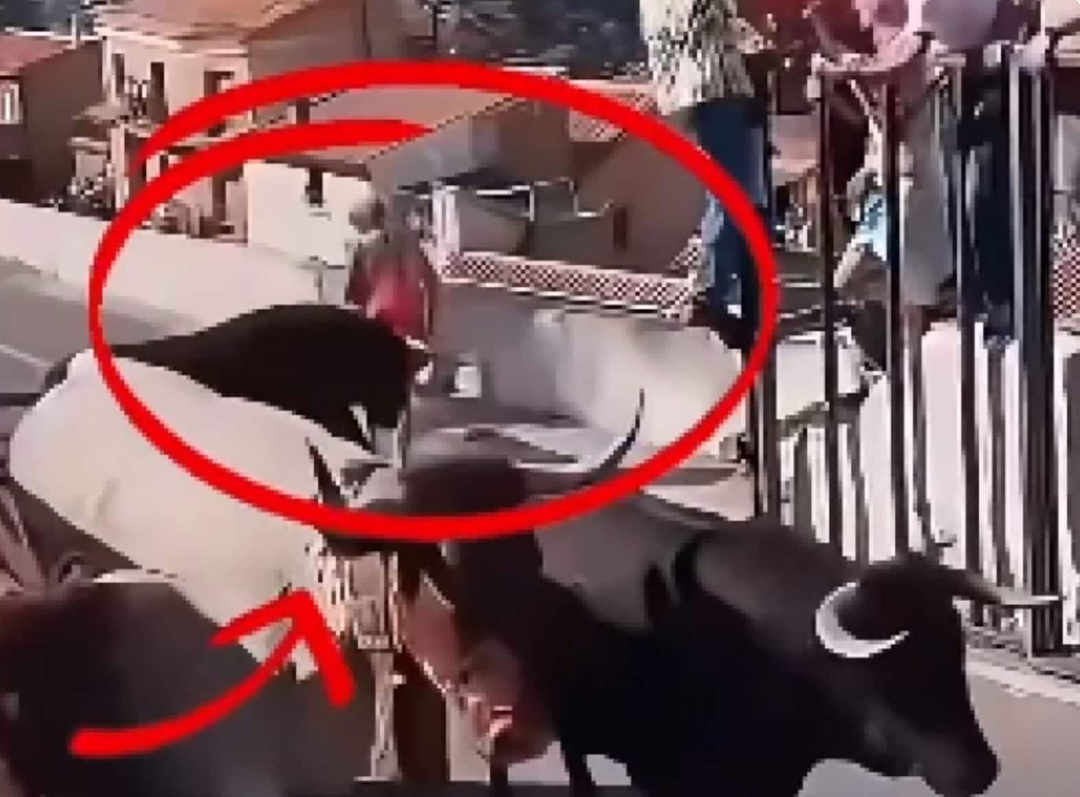 Resta fuori dalle transenne, il toro la raggiunge e la incorna: donna di 64 anni muore in Spagna