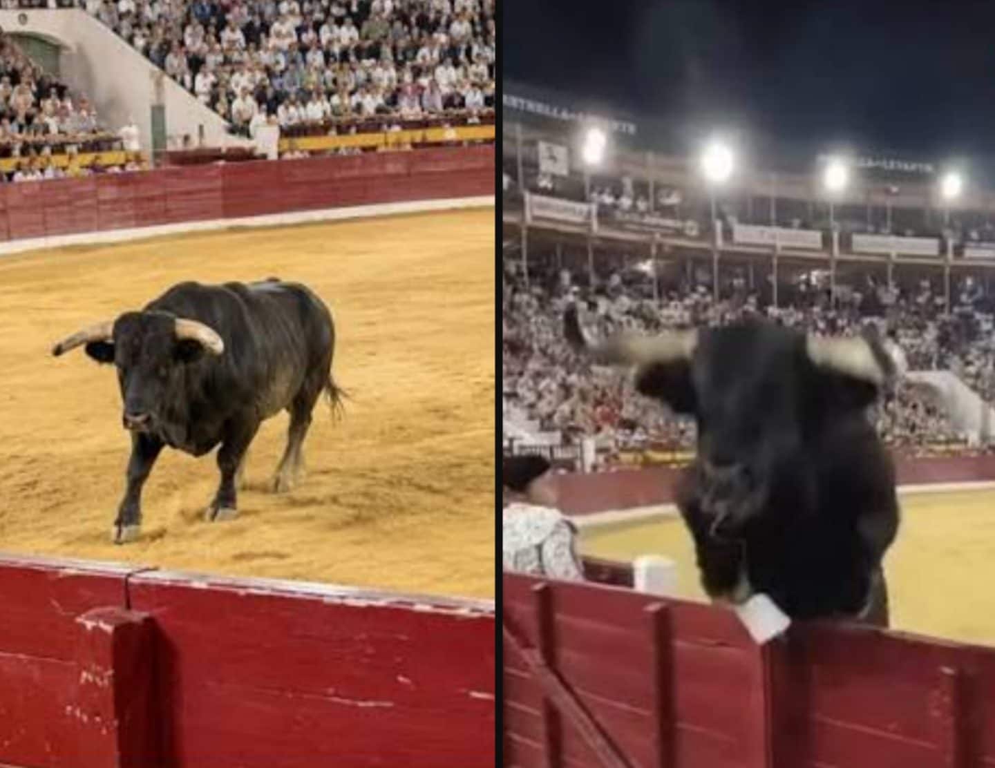 Il video del toro di mezza tonnellata che salta la barriera: paura tra gli spettatori della corrida a Murcia