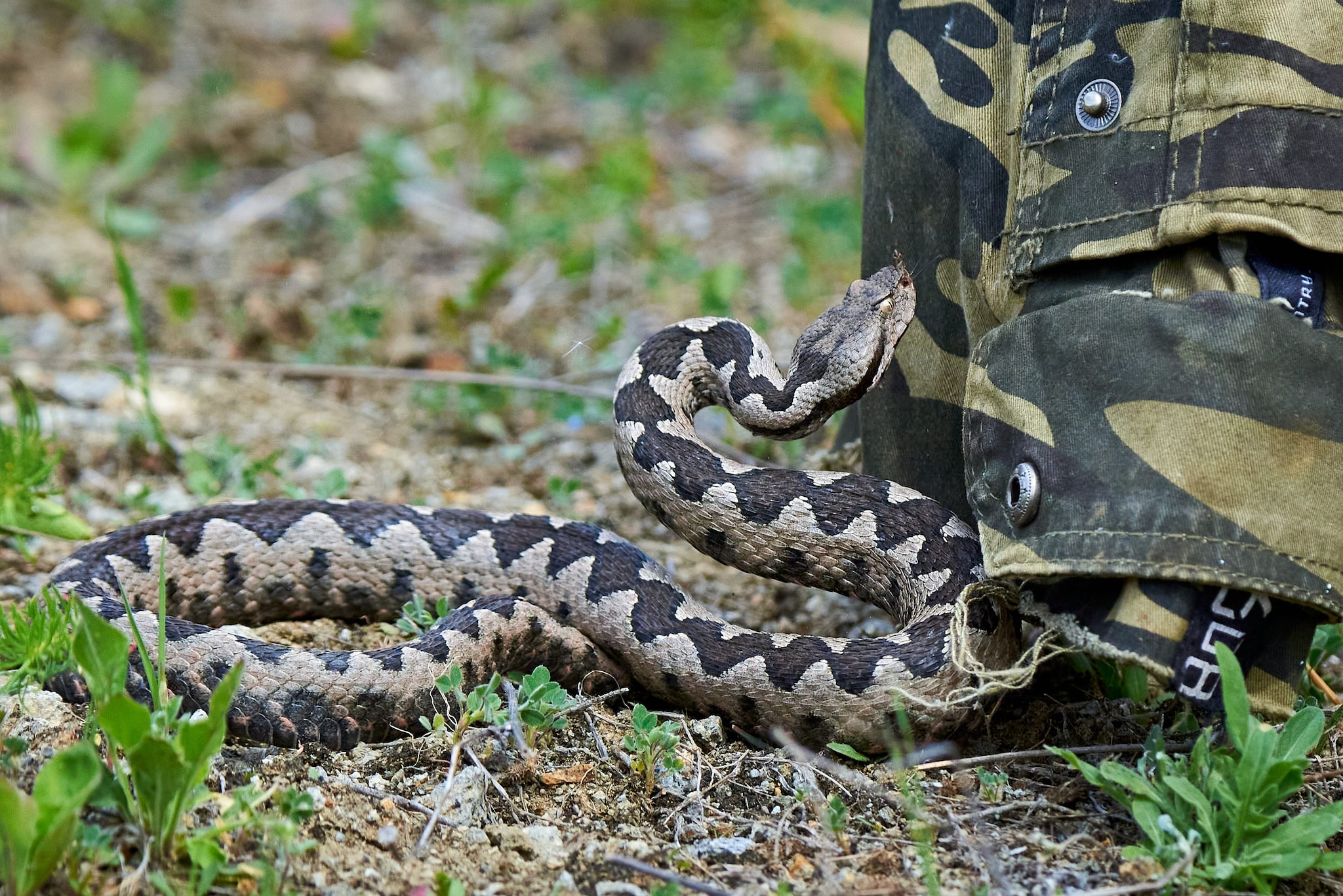 Vipera spunta dallo zaino in spalla e lo morde al collo: 50enne finisce in rianimazione, salvo grazie al siero
