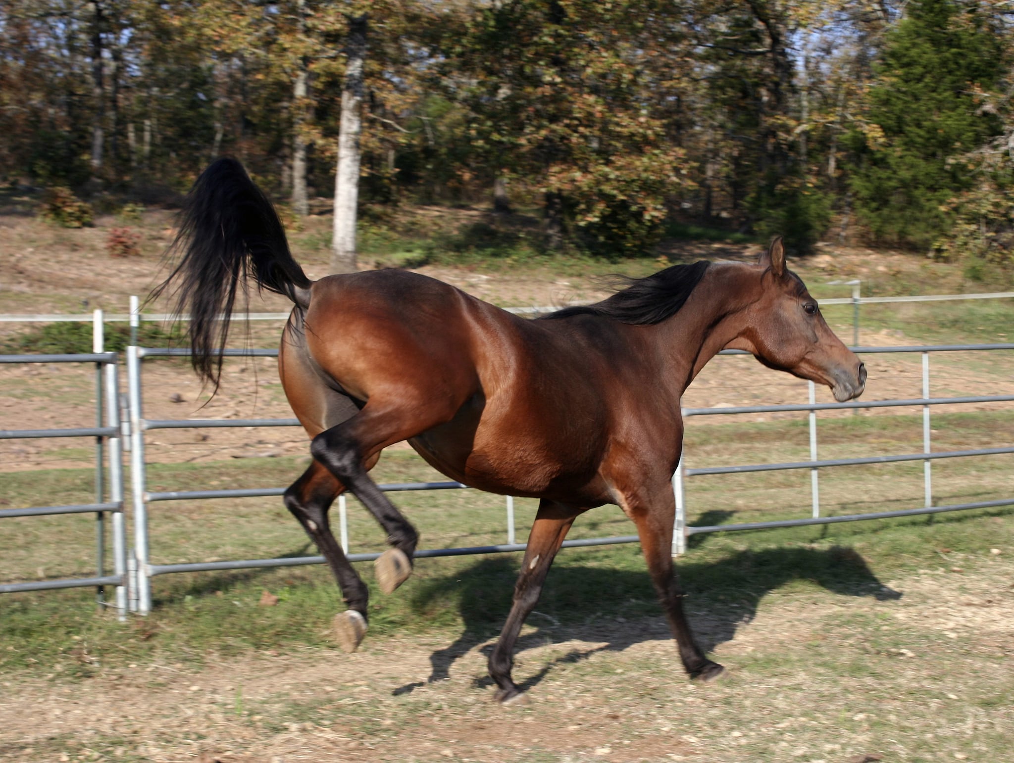 Inghilterra, entra nel recinto di un maneggio: colpito alla testa da un cavallo, Louie muore a 8 anni
