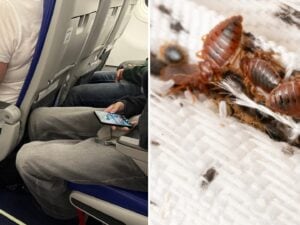 Volo Qantas per l'Australia bloccato a Roma per cimici